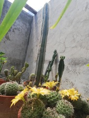 Mammillaria beneckei