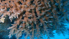 Acropora granulosa