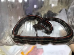 Oligodon octolineatus