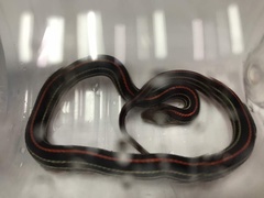 Oligodon octolineatus