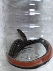 Oligodon octolineatus