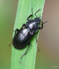 Lucaninae