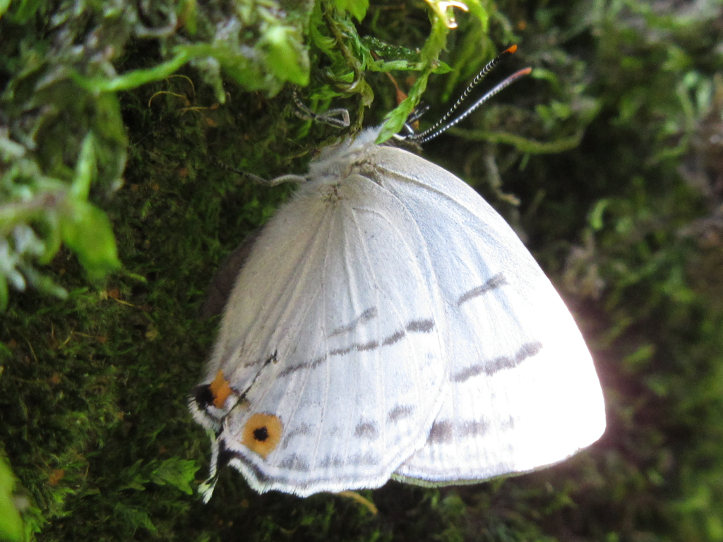 Favonius saphirinus