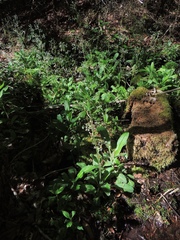 Micranthes micranthidifolia