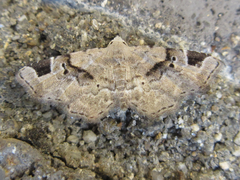 Aventiola pusilla