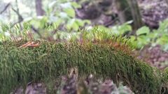 Pterigynandrum filiforme