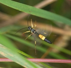 Ichneumon confusor