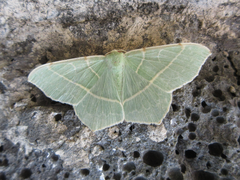 Geometra sponsaria