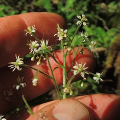 Micranthes micranthidifolia