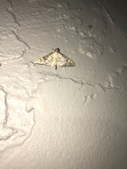 Mimorista subcostalis