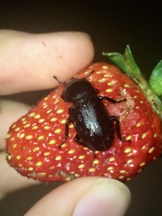 Dorcus parallelipipedus