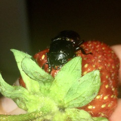 Dorcus parallelipipedus