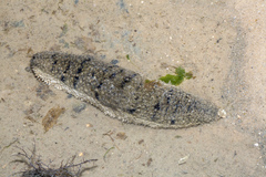 Holothuria scabra