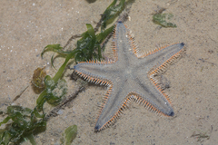 Astropecten indicus
