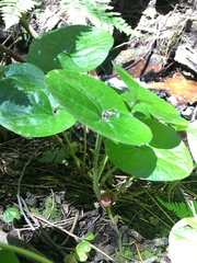 Asarum lemmonii