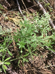Galium aparine