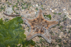 Goniodiscaster scaber