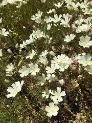Limnanthes