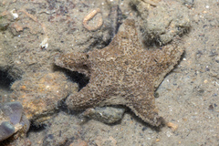 Aquilonastra coronata