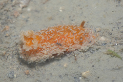 Dendrodoris