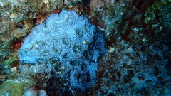 Acanthastrea