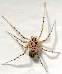 Scytodes thoracica
