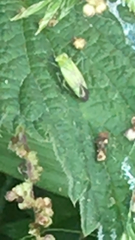 Closterotomus norwegicus