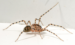 Scytodes thoracica