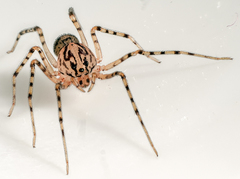 Scytodes thoracica