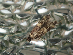Oegoconia deauratella