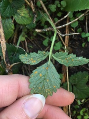 Phragmidium mexicanum