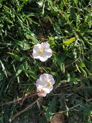 Convolvulus arvensis