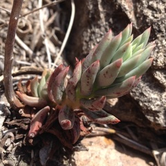 Echeveria heterosepala
