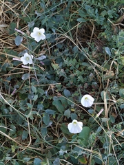 Convolvulus arvensis
