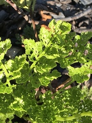 Cryptogramma sitchensis