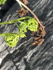 Cryptogramma sitchensis