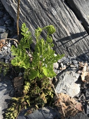 Cryptogramma sitchensis