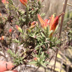 Castilleja auriculata