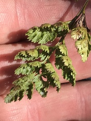 Cryptogramma sitchensis