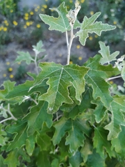 Populus alba
