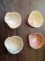 Flexopecten glaber ponticus