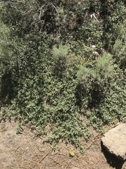 Ceanothus prostratus