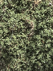 Ceanothus prostratus