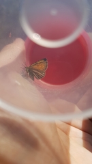 Isturgia limbaria