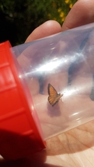 Isturgia limbaria