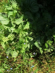 Brunnera