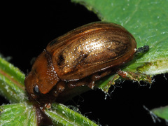 Gonioctena pallida