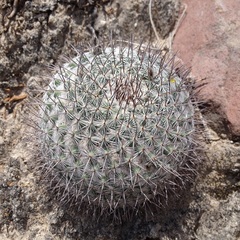 Mammillaria haageana haageana