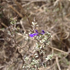 Salvia thymoides