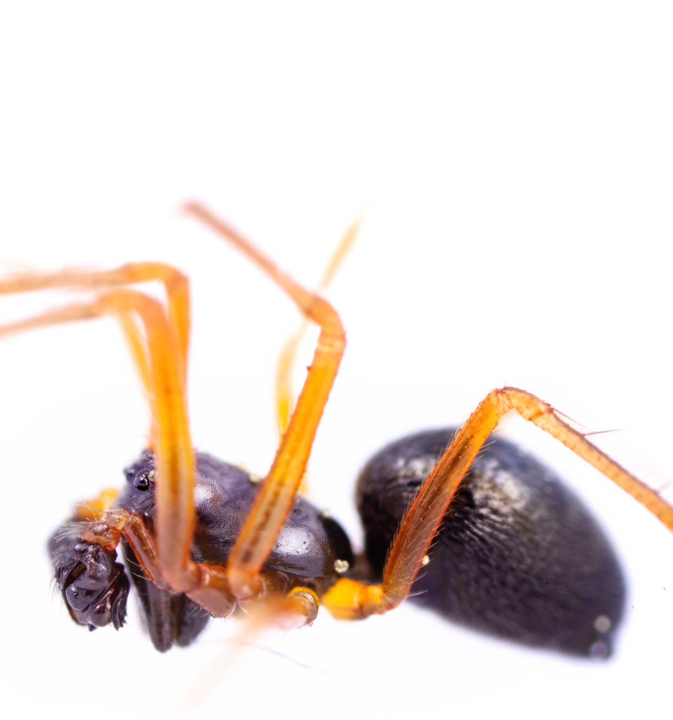 Kaestneria dorsalis